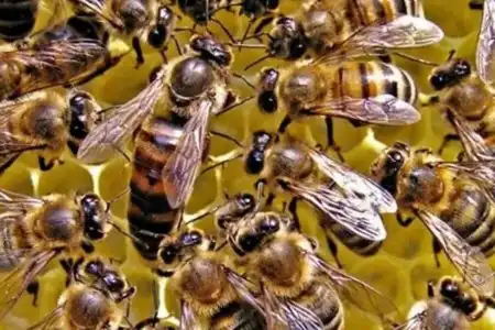 Sonhar com abelhas, em sonho vendo abelhas, simboliza êxito nos negócios, sorte e dinheiro. Sonhar que está matando as abelhas, indica perda de dinheiro e aborrecimentos.